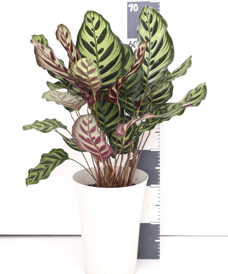 カラテア マコヤナ 個性的な葉模様 観葉植物 インテリアグリーンとギフトプランツコーディネ