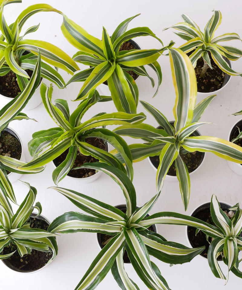 ドラセナ デレメンシス ワーネッキー ストライプ柄 観葉植物 インテリアグリーンとギフト