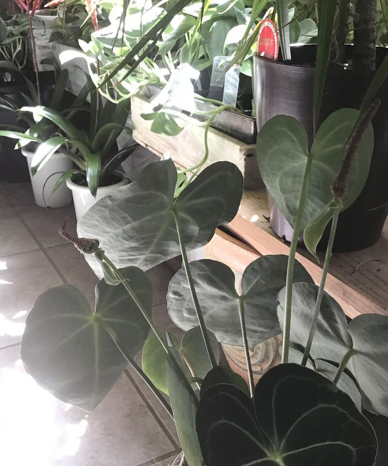 アンスリウム クラリネルビウム 長く楽しめる 観葉植物 インテリアグリーンとギフトプラン アンスリウム クラリネルビウム 長く楽しめる 観葉植物 インテリアグリーンとギフトプラン