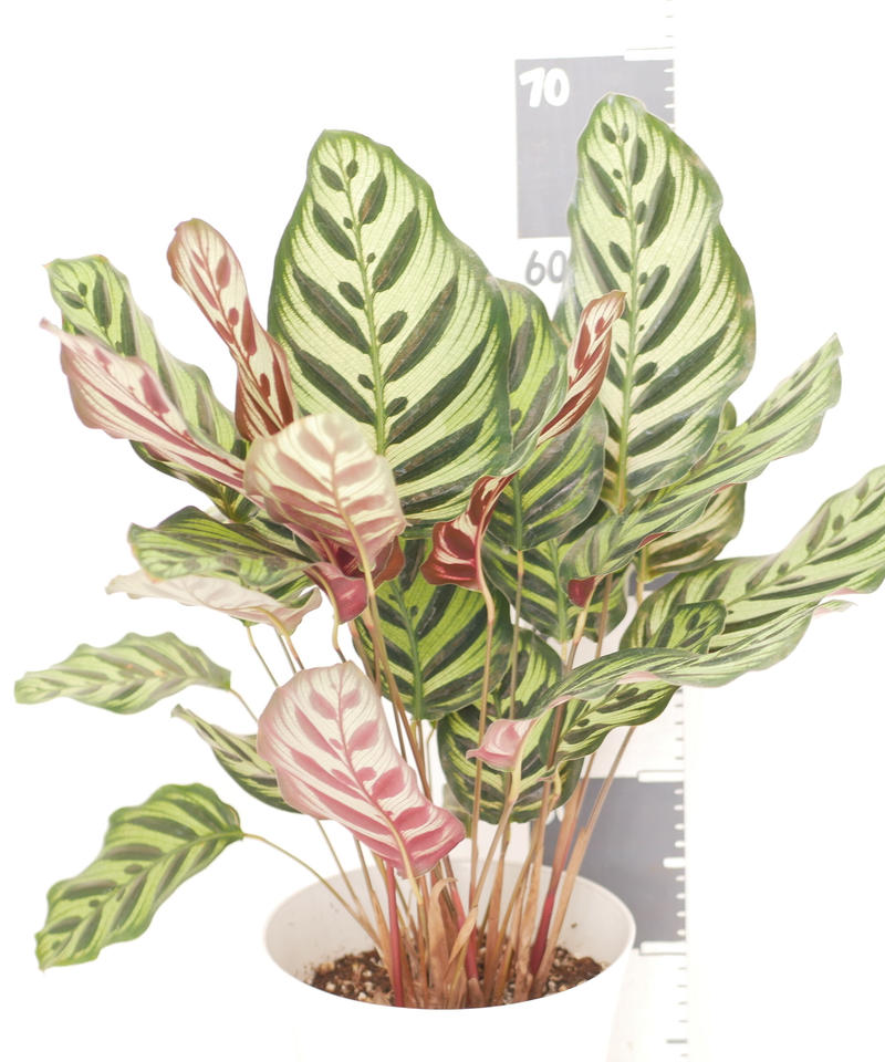 カラテア マコヤナ 個性的な葉模様 観葉植物 インテリアグリーンとギフトプランツコーディネ