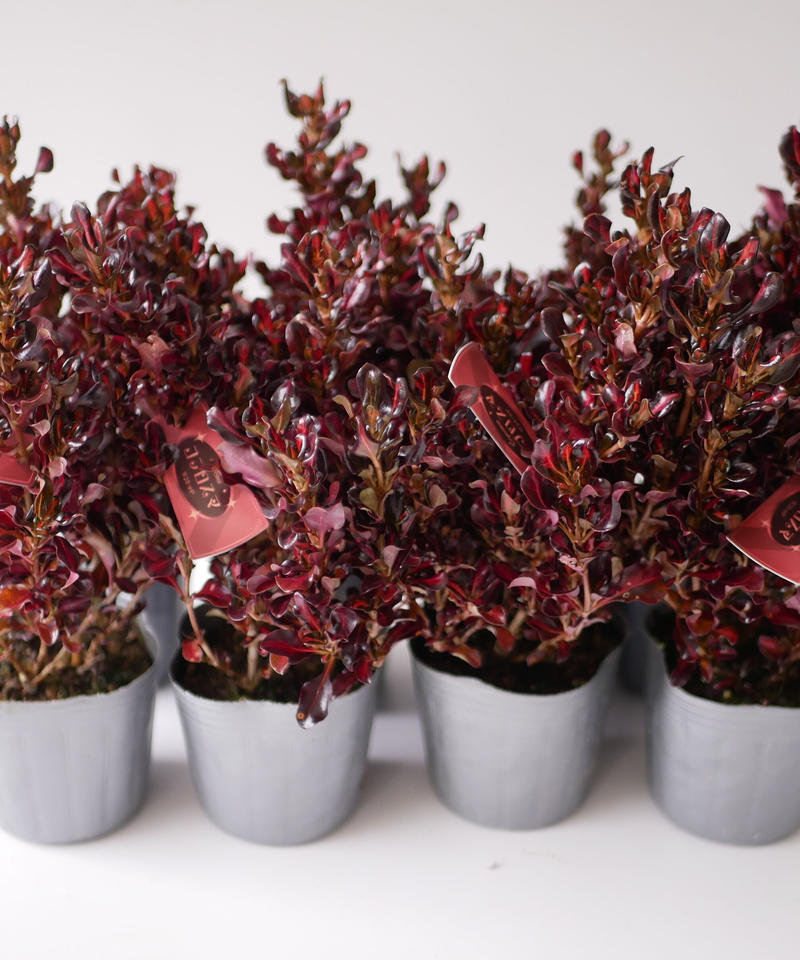 コプロスマ サンレッド 艶のある赤い葉 カラーリーフ オージープランツ インテリアグリーン