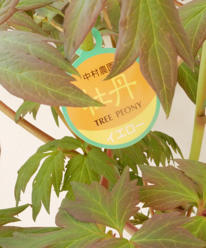 牡丹 赤銅の輝 花芽付き 希少 橙色 花の王様 艶やかな花姿 万重咲き インテリアグリーン