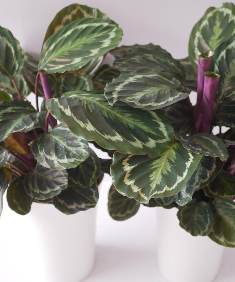 カラテア メダリオン 丸葉 葉裏は赤紫色 7号 インテリアグリーンとギフトプランツコーディ