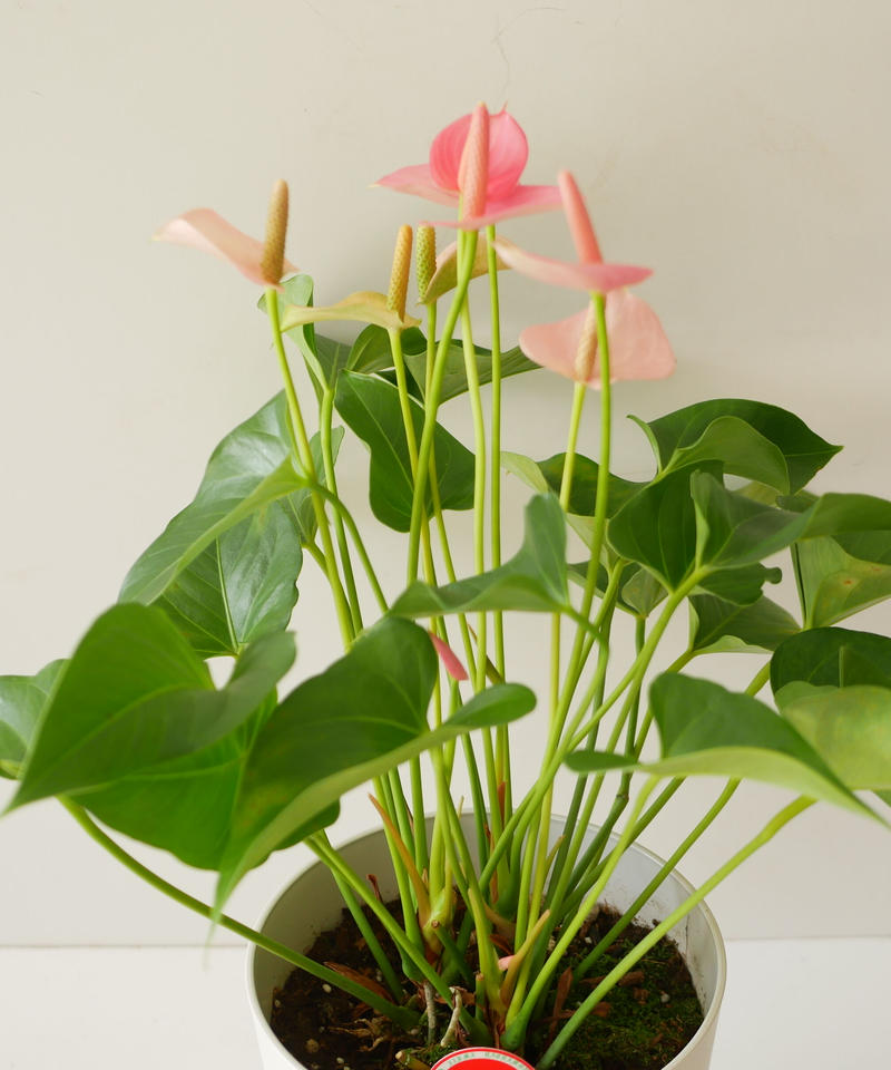 アンスリウム ピンクの花 贈答用にも ボリュームあり 長持ちする花 インテリアグリーンとギ