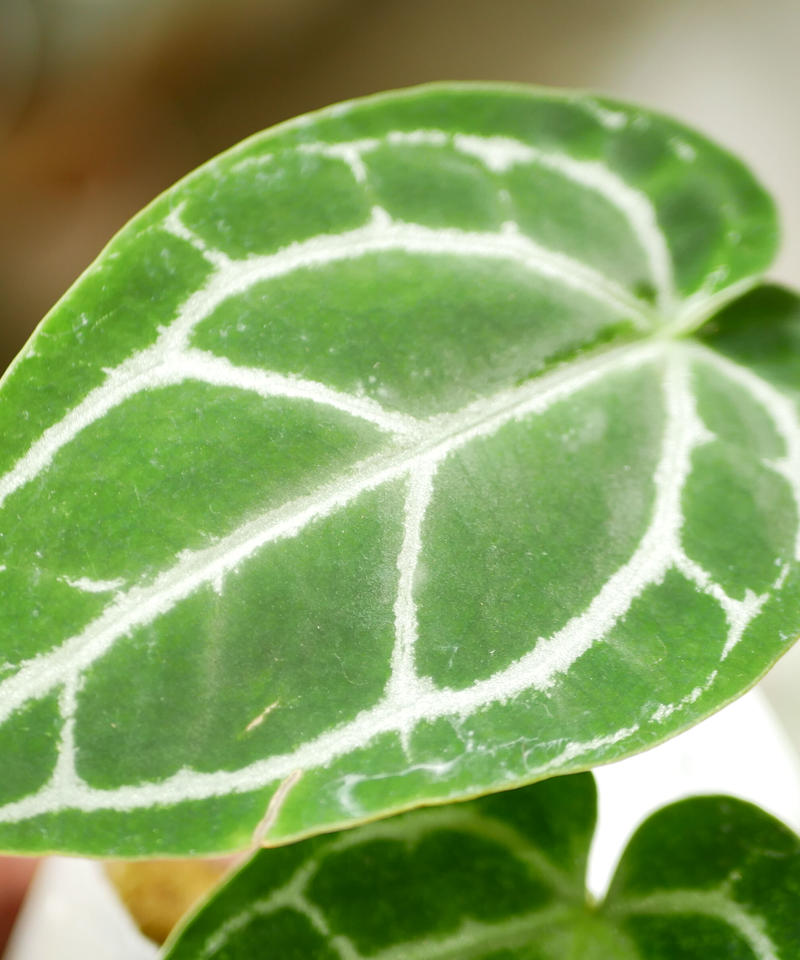 アンスリウム クリスタリナム レア植物 モザイク様で透ける葉脈 キラキラ輝く葉 インテリア アンスリウム クリスタリナム レア植物 モザイク様で透ける葉脈 キラキラ輝く葉 インテリア