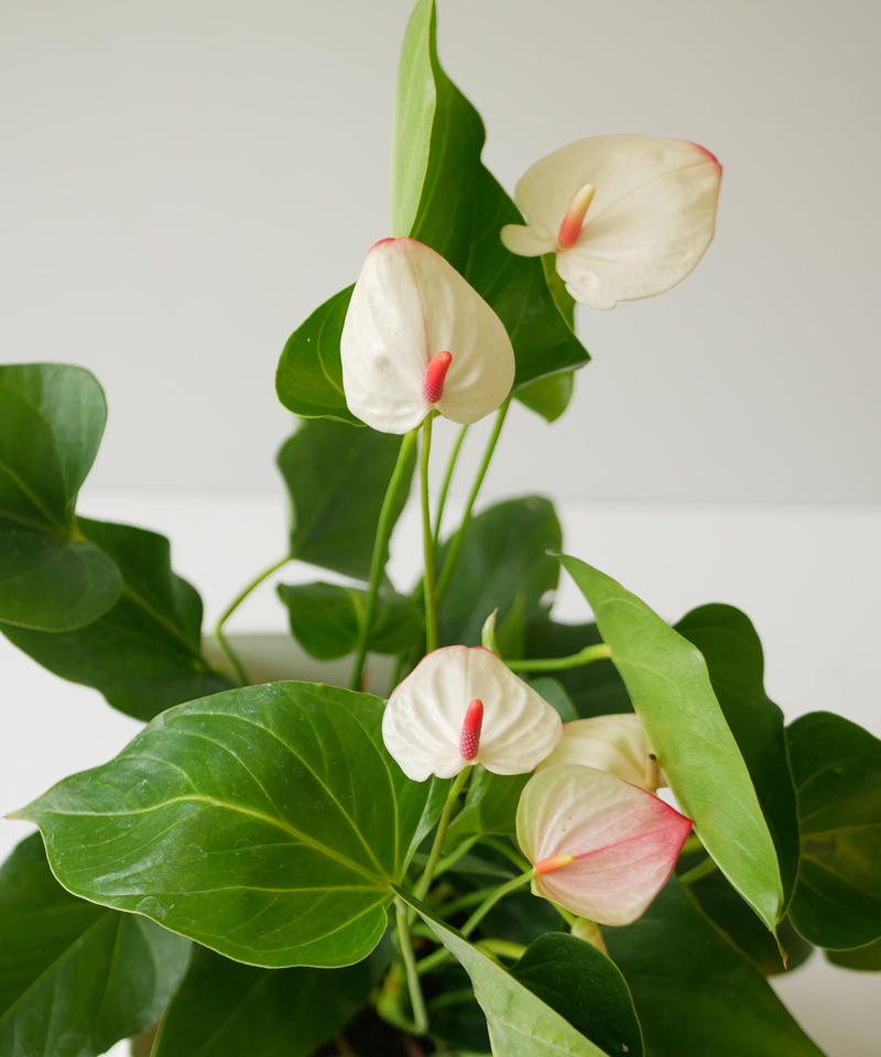 特価 アンスリウム ミスティーク ピンク 花もち良い 観葉植物 インテリアグリーンとギ