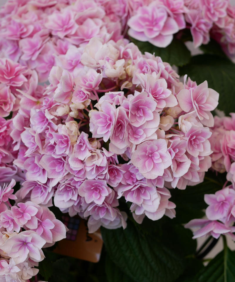 紫陽花 ふぶき ピンク インテリアグリーンとギフトプランツコーディネートのasiac