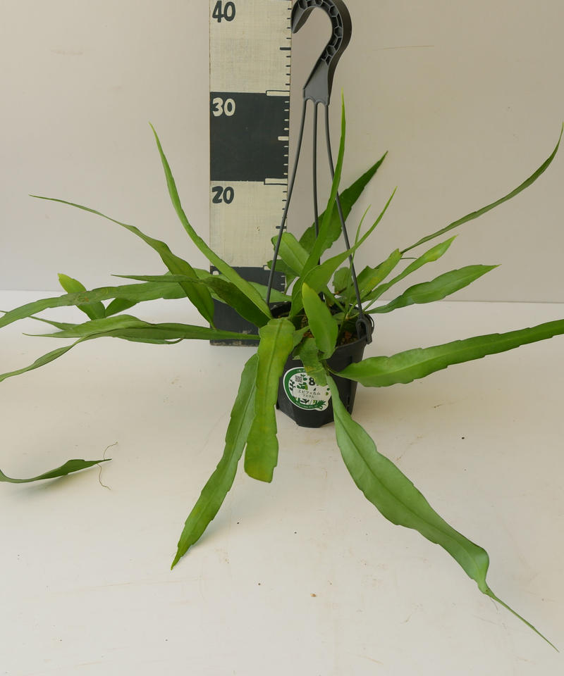 エピフィルム プミラム ハンギング 観葉植物 貴重な開花 インテリアグリーンとギフトプラン