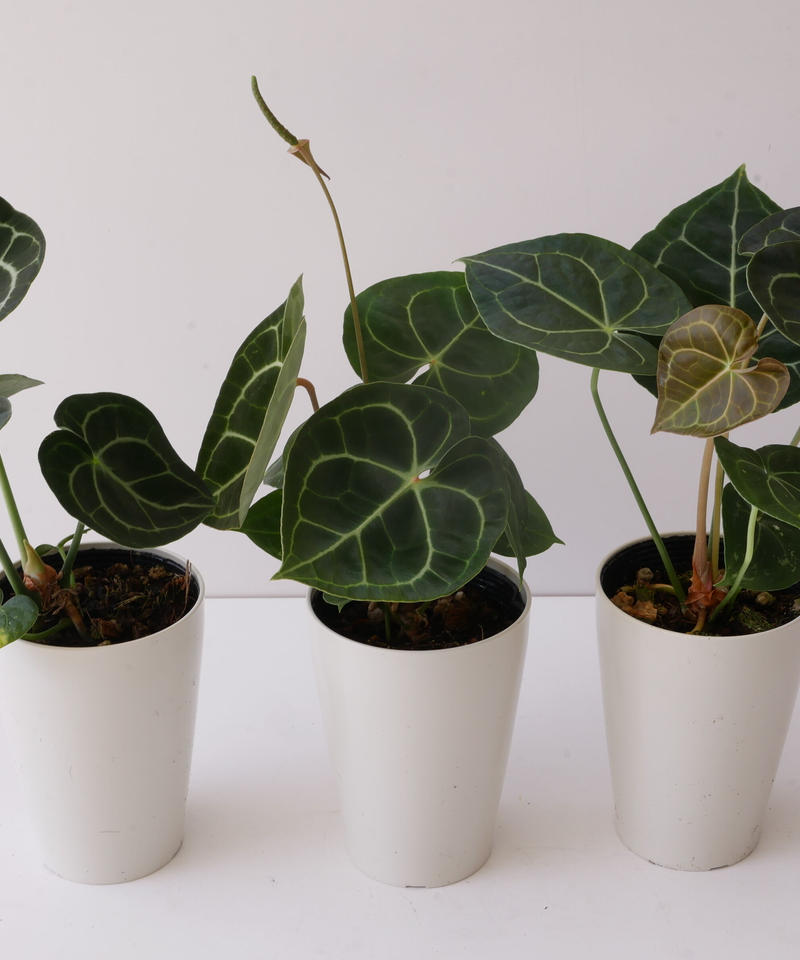 アンスリウム クラリネルビウム 長く楽しめる 観葉植物 インテリアグリーンとギフトプラン アンスリウム クラリネルビウム 長く楽しめる 観葉植物 インテリアグリーンとギフトプラン