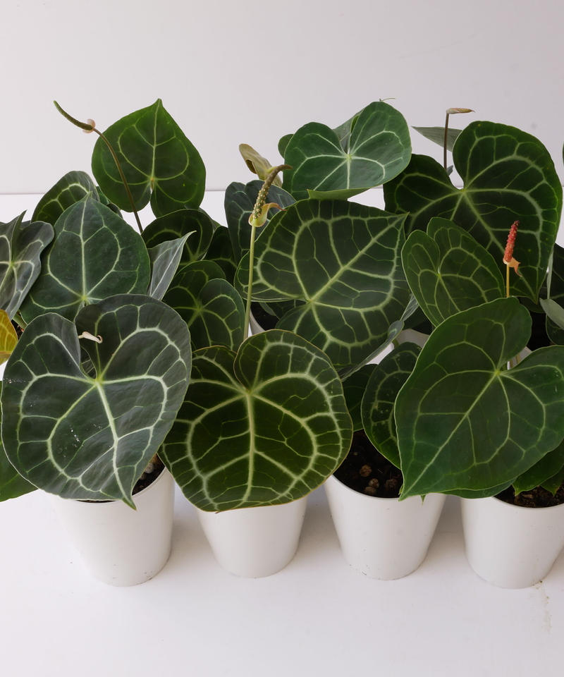 アンスリウム クラリネルビウム 長く楽しめる 観葉植物 インテリアグリーンとギフトプラン アンスリウム クラリネルビウム 長く楽しめる 観葉植物 インテリアグリーンとギフトプラン