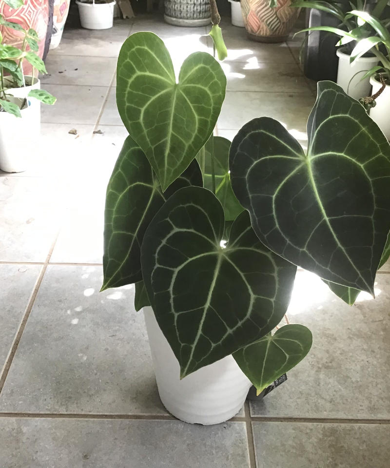 アンスリウム クラリネルビウム 長く楽しめる 観葉植物 インテリアグリーンとギフトプラン アンスリウム クラリネルビウム 長く楽しめる 観葉植物 インテリアグリーンとギフトプラン