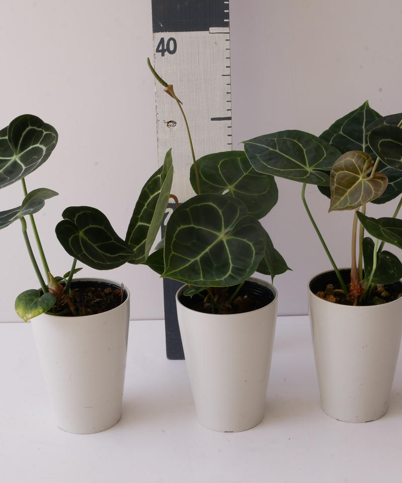 アンスリウム クラリネルビウム 長く楽しめる 観葉植物 インテリアグリーンとギフトプラン アンスリウム クラリネルビウム 長く楽しめる 観葉植物 インテリアグリーンとギフトプラン