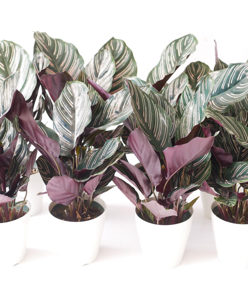 カラテア サンデリアーナ 個性的な模様 観葉植物 インテリアグリーンとギフトプランツコーデ