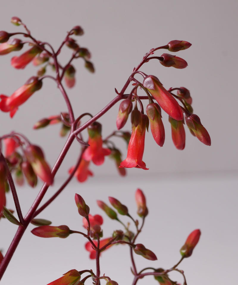 花なし カランコエ マンギニー ミニベラ 朱色の花 鉢植え 多肉植物 インテリアグリーン