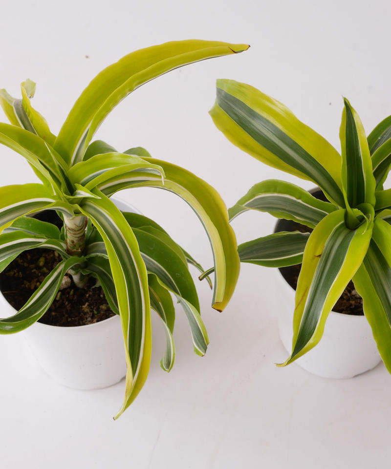 ドラセナ デレメンシス ワーネッキー ストライプ柄 観葉植物 インテリアグリーンとギフト