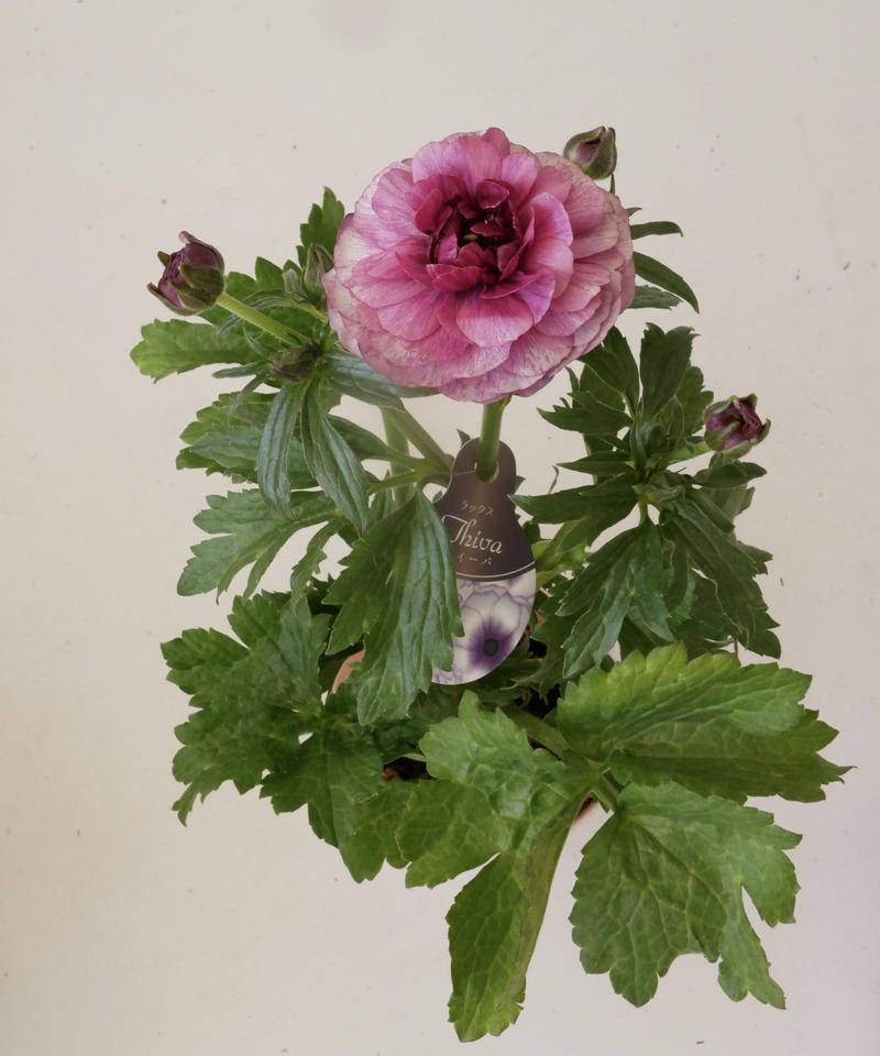 ラナンキュラス ラックスシリーズ インテリアグリーンとギフトプランツコーディネートのasiac