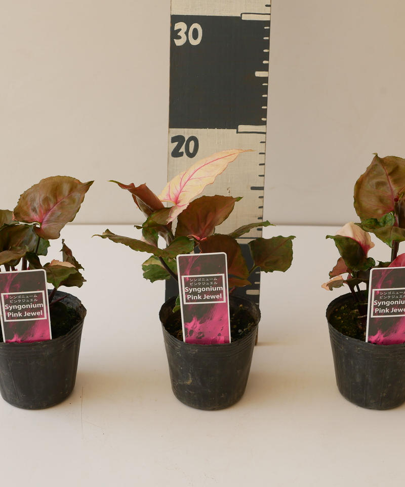 シンゴニウム ピンクジュエル インテリアグリーンとギフトプランツコーディネートのasiac