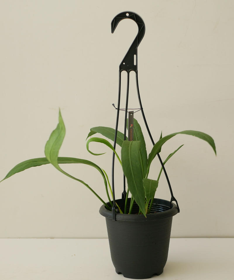 アンスリウム ビッタリフォリウム 原種 シンゴニウム 植物 アンスリウム ビッタリフォリウム 原種 シンゴニウム 植物