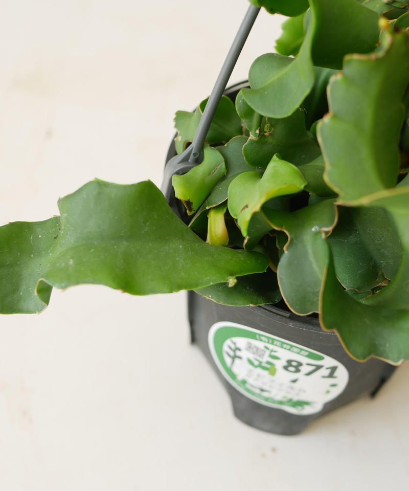 エピフィルム ガテマレンシス ハンギング 観葉植物 貴重な開花 インテリアグリーンとギフト