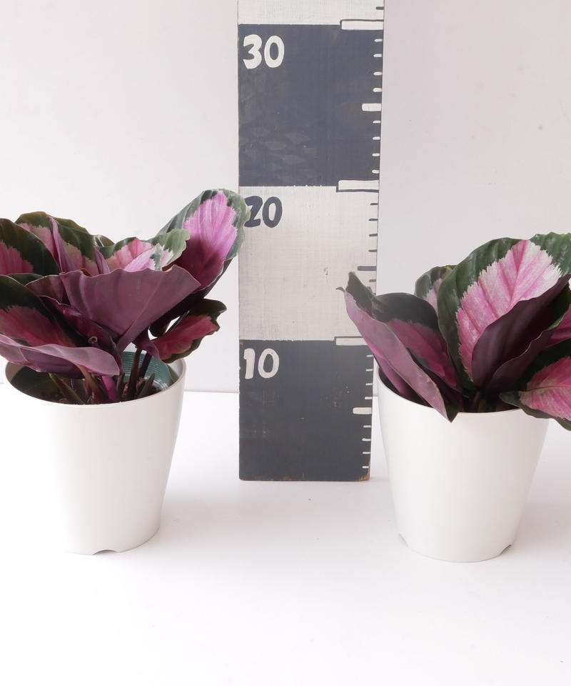 カラテア ロージー 個性的な模様 観葉植物 インテリアグリーンとギフトプランツコーディネー