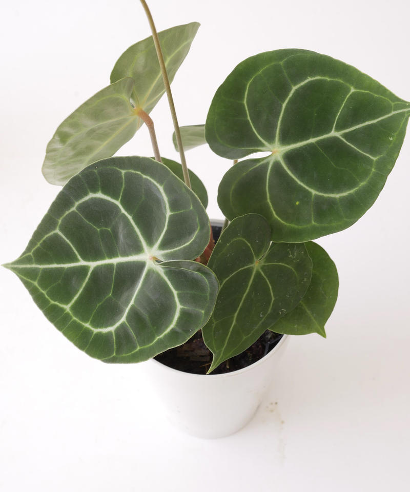 アンスリウム クラリネルビウム 長く楽しめる 観葉植物 インテリアグリーンとギフトプラン アンスリウム クラリネルビウム 長く楽しめる 観葉植物 インテリアグリーンとギフトプラン