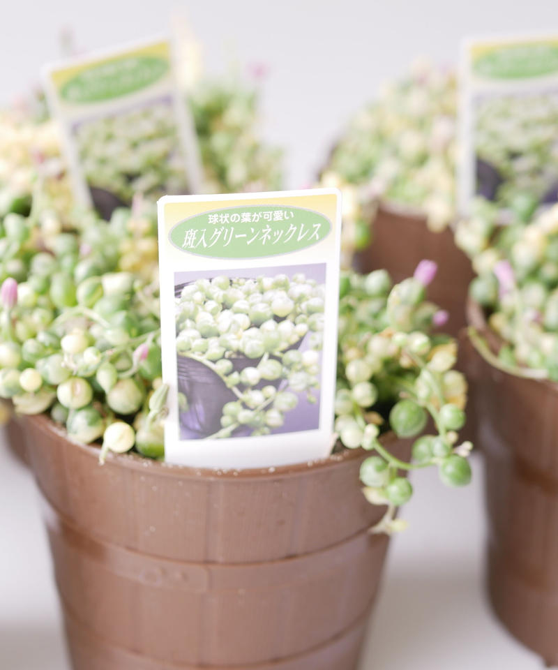 斑入り グリーンネックレス 人気 インテリアグリーンとギフトプランツコーディネートのasiac