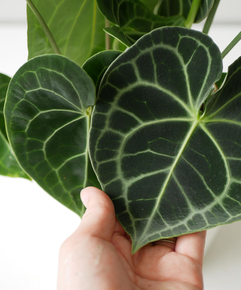 アンスリウム クラリネルビウム 長く楽しめる 観葉植物 インテリアグリーンとギフトプラン アンスリウム クラリネルビウム 長く楽しめる 観葉植物 インテリアグリーンとギフトプラン