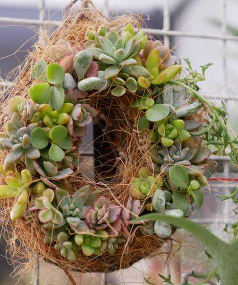 おまかせ 多肉植物リースs 丸型 インテリアグリーンとギフトプランツコーディネートのasiac
