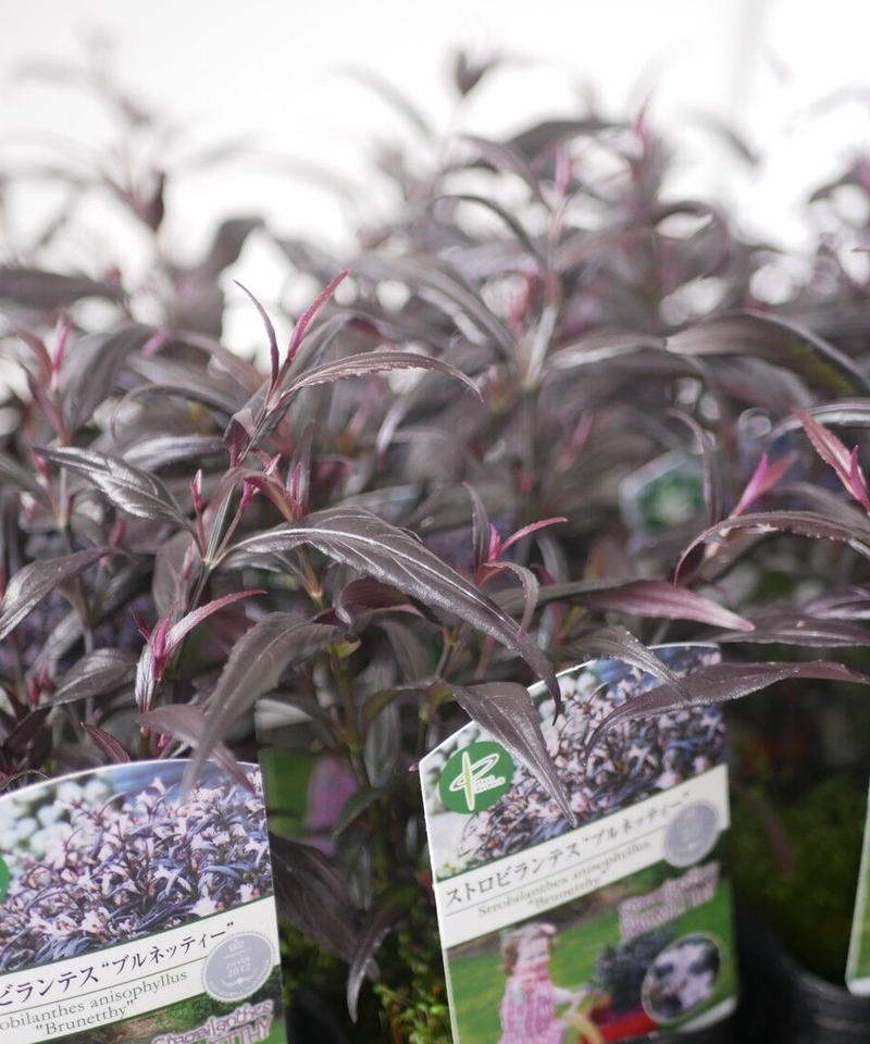 ストロビランテス ブルネッティー カラーリーフ シックでモダン インテリアグリーンとギフト ストロビランテス ブルネッティー カラーリーフ シックでモダン インテリアグリーンとギフト