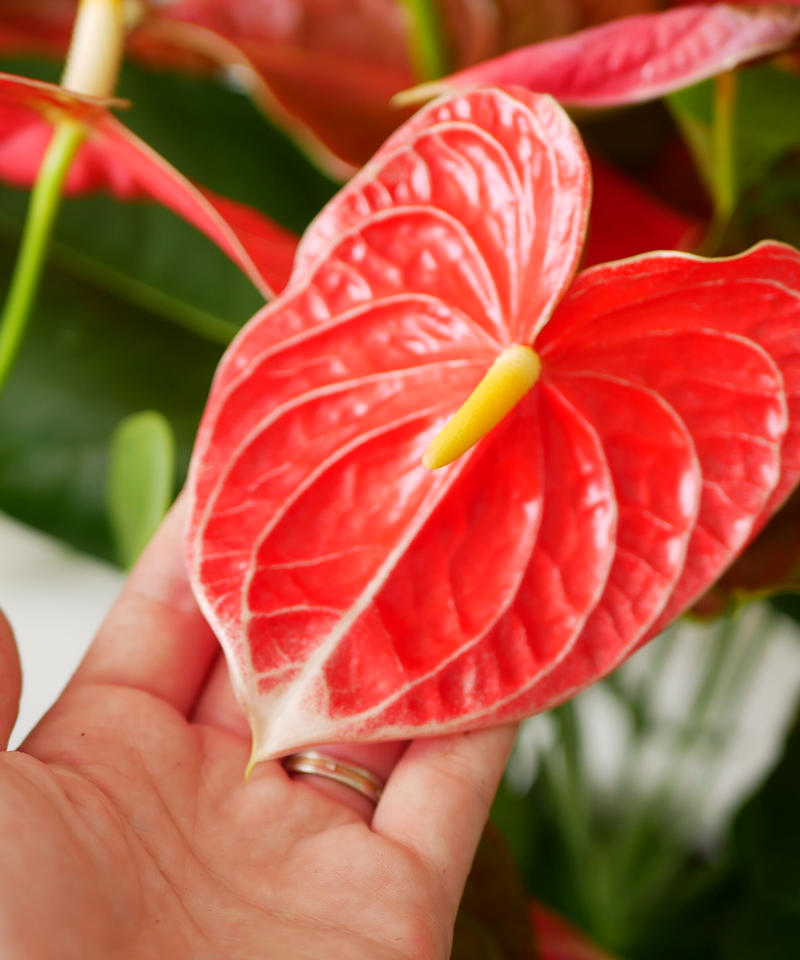 アンスリウム ダコタパルス 観葉植物 鮮やかなレッド インテリアグリーンとギフトプラン