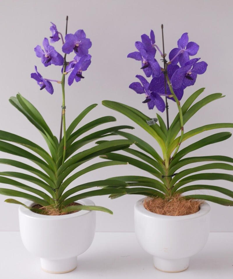 バンダ パチャラデライト パープル 鮮やかな花 洋ラン インテリアグリーンとギフトプランツ