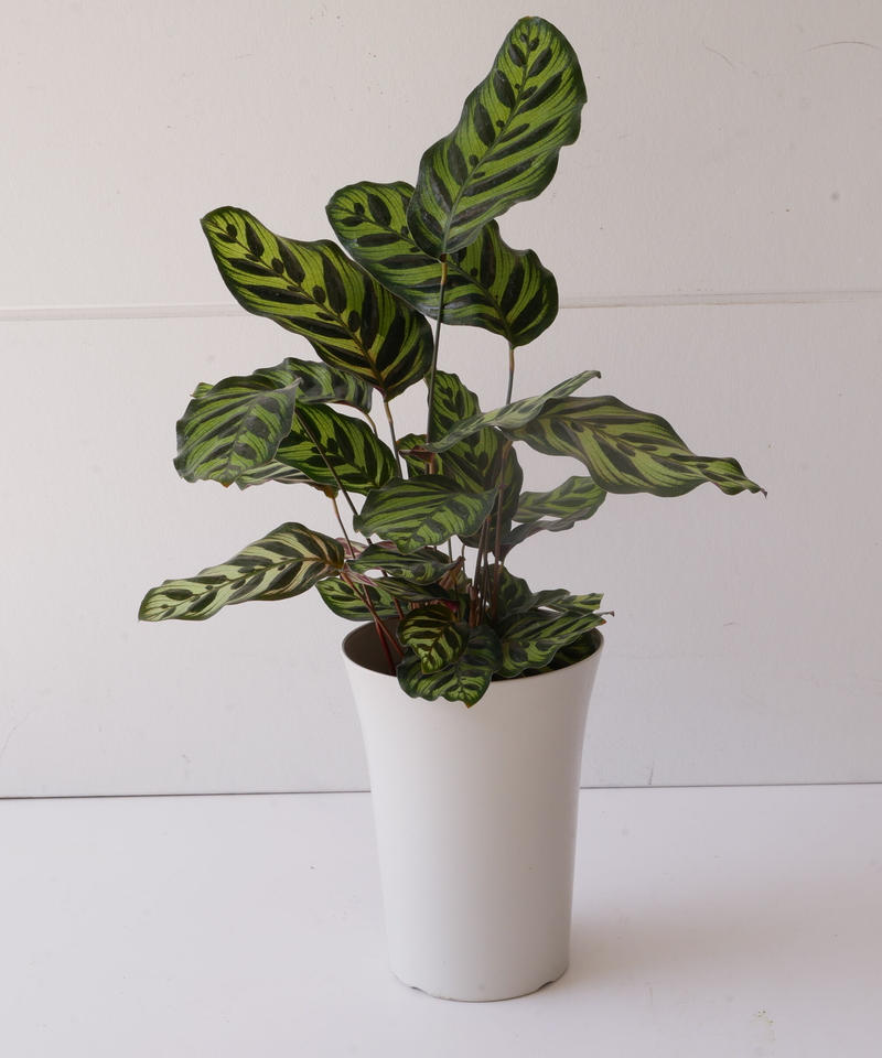 カラテア マコヤナ 個性的な葉模様 観葉植物 インテリアグリーンとギフトプランツコーディネ