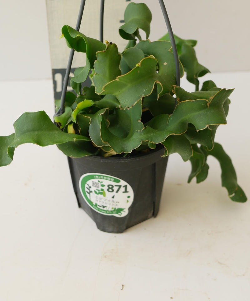 エピフィルム ガテマレンシス ハンギング 観葉植物 貴重な開花 インテリアグリーンとギフト