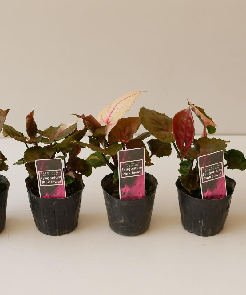 シンゴニウム ピンクジュエル インテリアグリーンとギフトプランツコーディネートのasiac