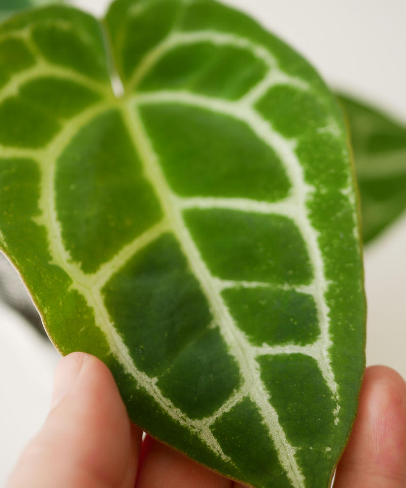 アンスリウム クリスタリナム レア植物 モザイク様で透ける葉脈 キラキラ輝く葉 インテリア アンスリウム クリスタリナム レア植物 モザイク様で透ける葉脈 キラキラ輝く葉 インテリア