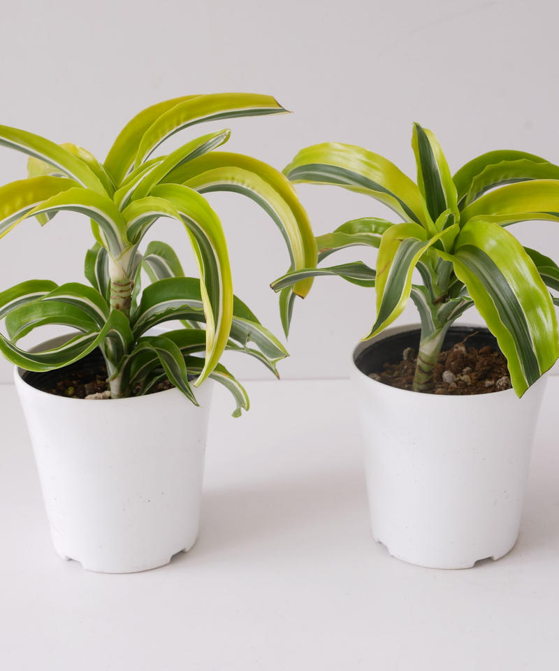 ドラセナ デレメンシス ワーネッキー ストライプ柄 観葉植物 インテリアグリーンとギフト