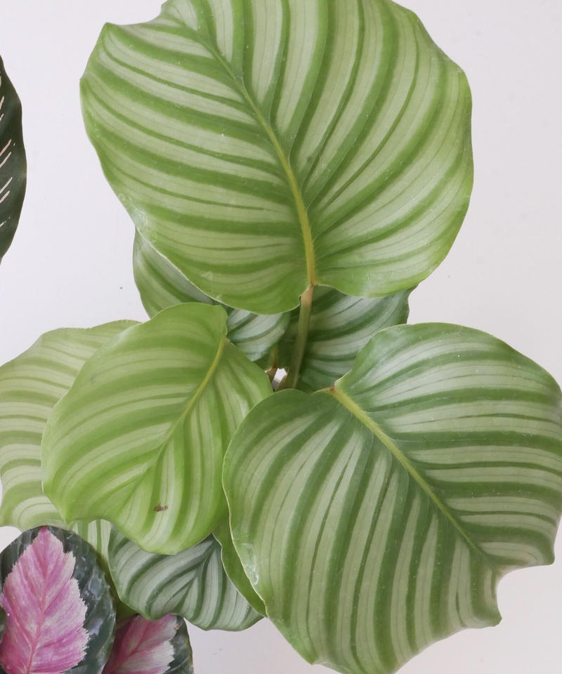 カラテア オルビフォリア 個性的な模様 観葉植物 インテリアグリーンとギフトプランツコーデ