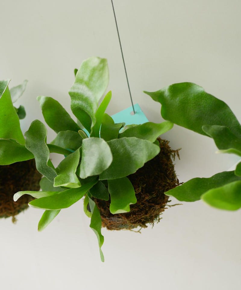 コウモリラン 苔玉 ハンギングプランツ ビカクシダ 着生植物 観葉植物 インテリアグリーン
