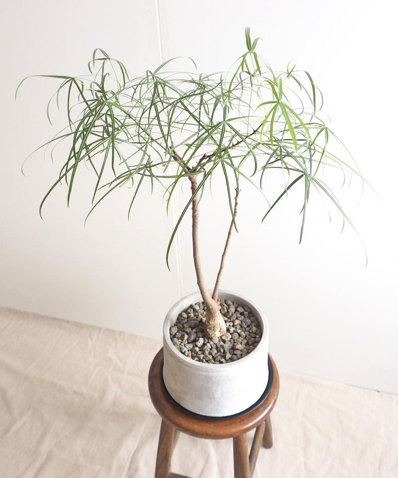 ボトルツリー ブラキキトン ルペストリス ロクイチ植物店