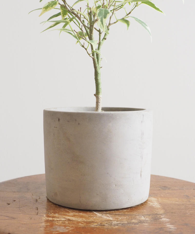 フィカス ベンジャミン バリエガータ ロクイチ植物店