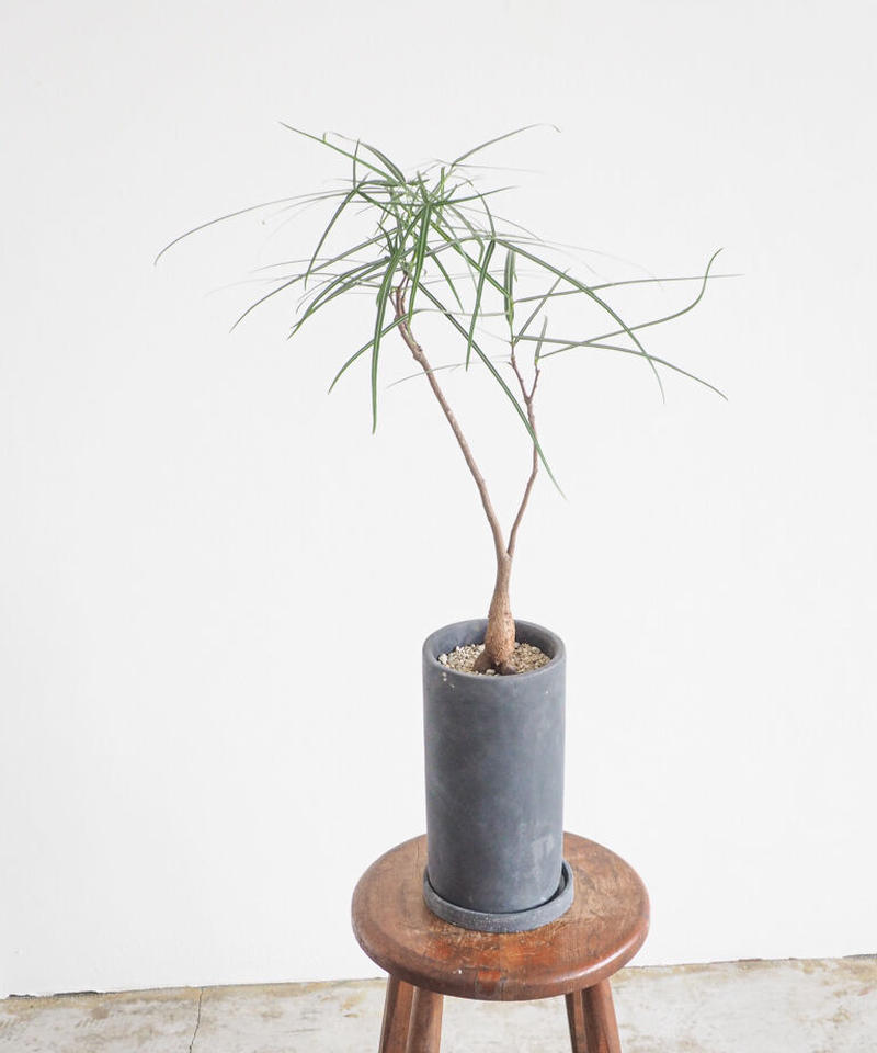 ボトルツリー ブラキキトン ルペストリス ロクイチ植物店