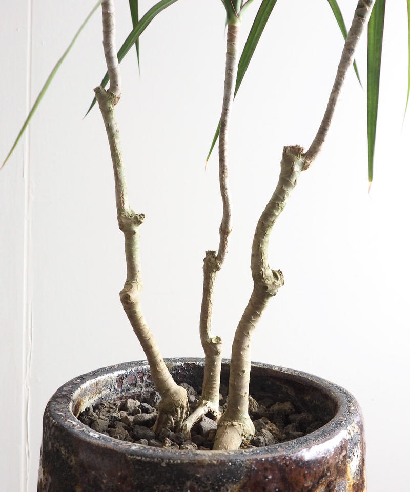 ドラセナ コンシンネ ロクイチ植物店