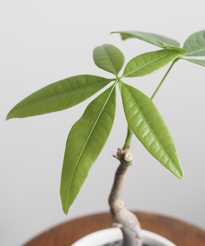 パキラ ウンリュウ ロクイチ植物店