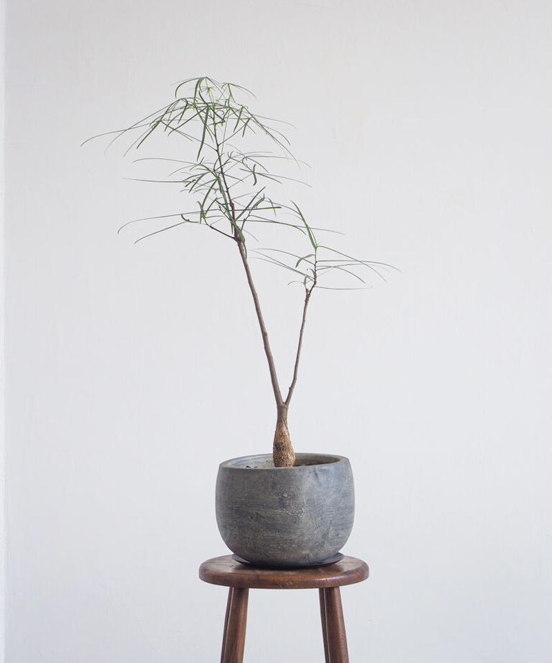 ボトルツリー ブラキキトン ルペストリス ロクイチ植物店