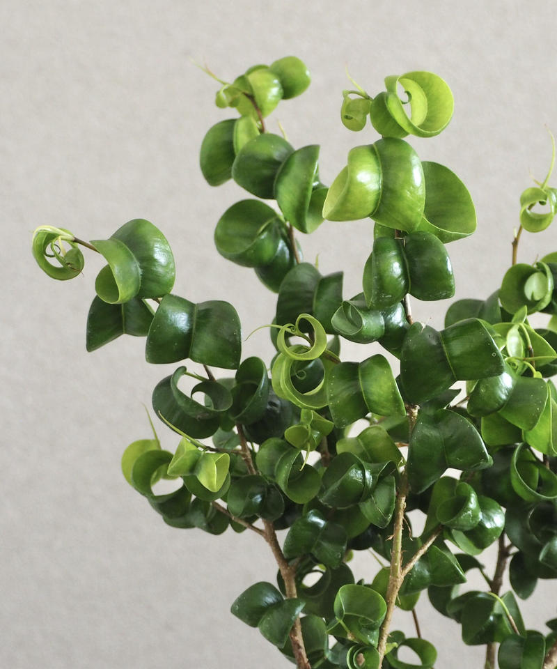 フィカス ベンジャミン バロック ロクイチ植物店