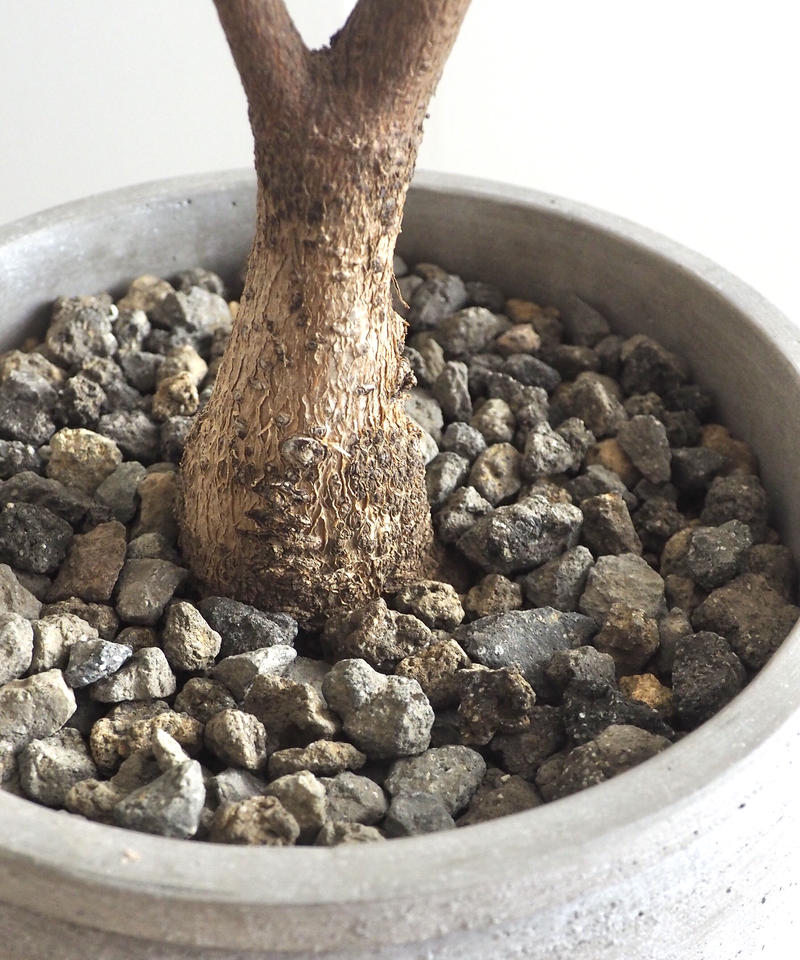 ボトルツリー ブラキキトン ルペストリス ロクイチ植物店