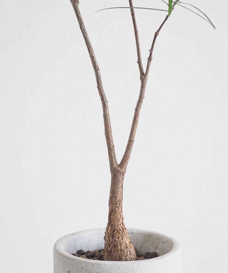 ボトルツリー ブラキキトン ルペストリス ロクイチ植物店