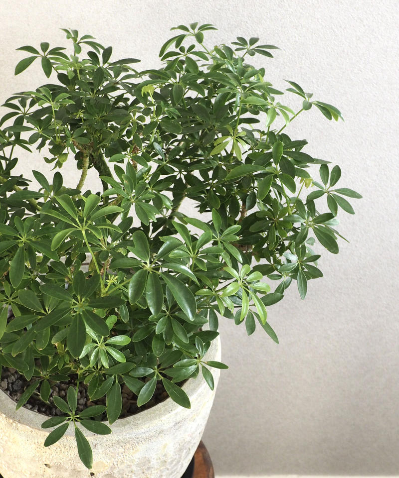 シェフレラ ホンコン コンパクタ ロクイチ植物店