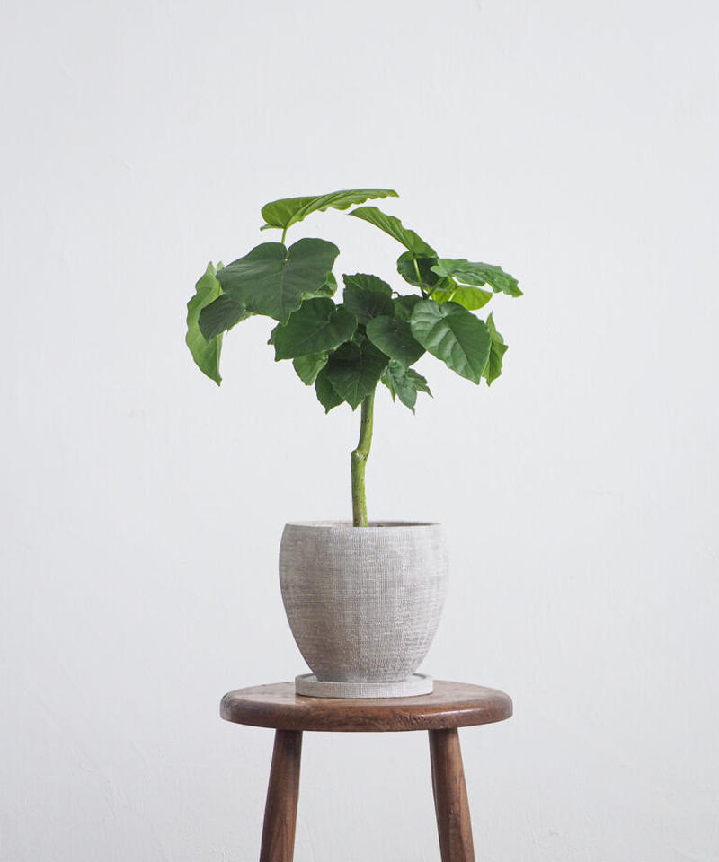 フィカス ウンベラータ ロクイチ植物店