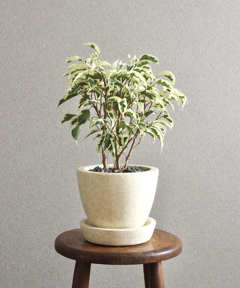 フィカス ベンジャミン Borobudurpedia Id